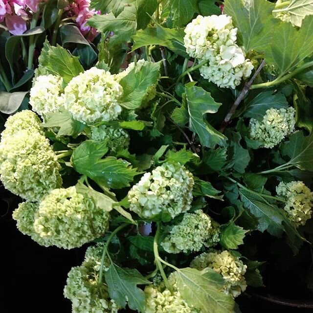 Flowers for the Saturday #farmersmarkets.
We're bringing #viburnum, #lilac,#sweetwilliam and Mason jars.
Also plants, lots of bedding plants, herbs, tomatoes, hanging baskets and #succulents.
Come say hi at the Montgomery Farm Women's Cooperative Mar