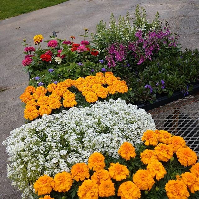 Loading up a truck full of color for the Potomac Village Farmer's Market.  Starts at 3:00 today Thursday 5/14.  Mask up and stop by
#localfromLaytonsville #freshfromthefarm #beddingplants #begonias #marigolds #mdflowergrower #potomacvillagefarmersmar