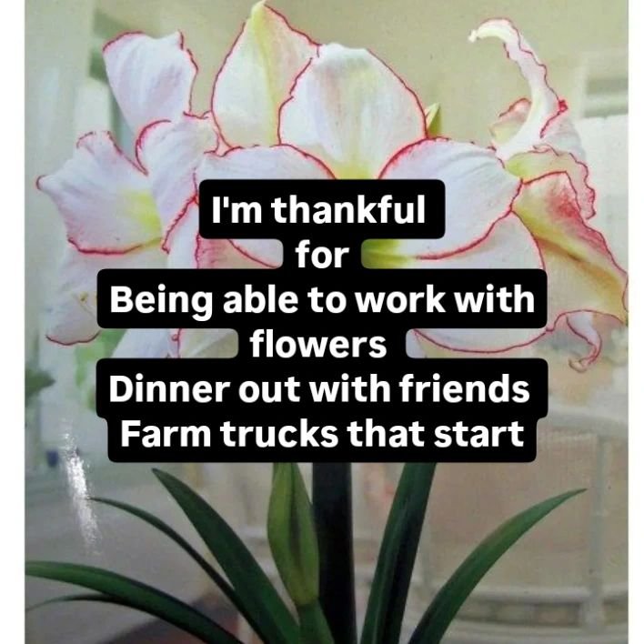 Sharing some of the things I am thankful for.  Let's hear yours.
PS those amaryllis are coming but not quite yet