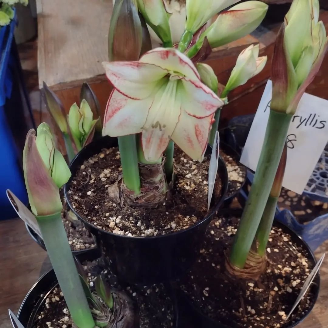 Some amaryllis ready for farmers market. Ever wonder why they have so many bloomstalks?  Look at the size of that bulb!