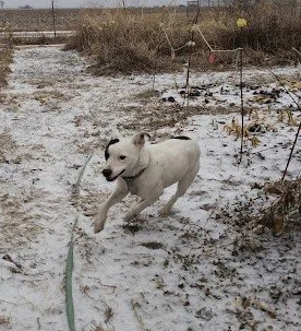 Duikje in garden 1-27-2022.jpg