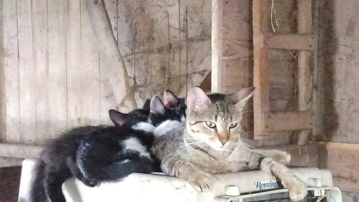 Barn Cats.jpg