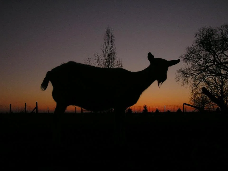GOAT SILHOUETTE.jpg