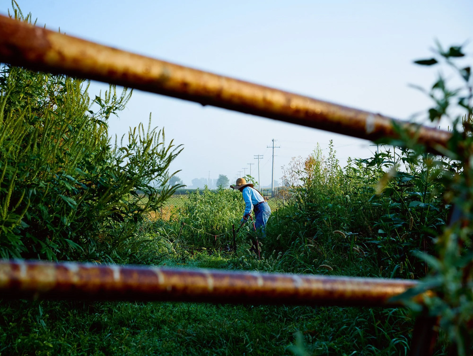 Penny in the farm garden. (Photo: Samantha Hylla)