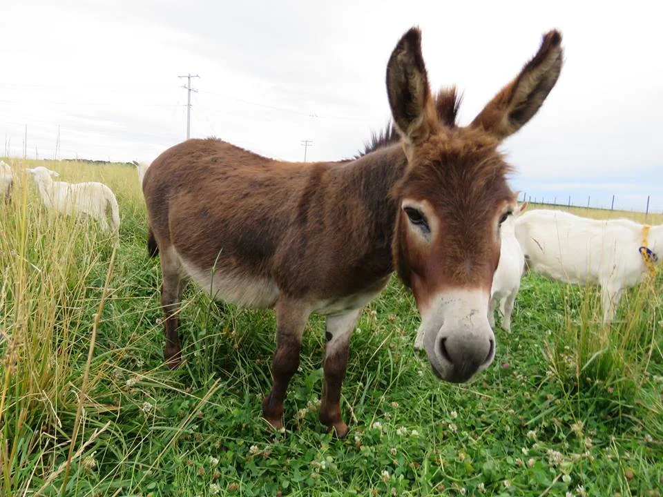 DONKEY COLT.jpg