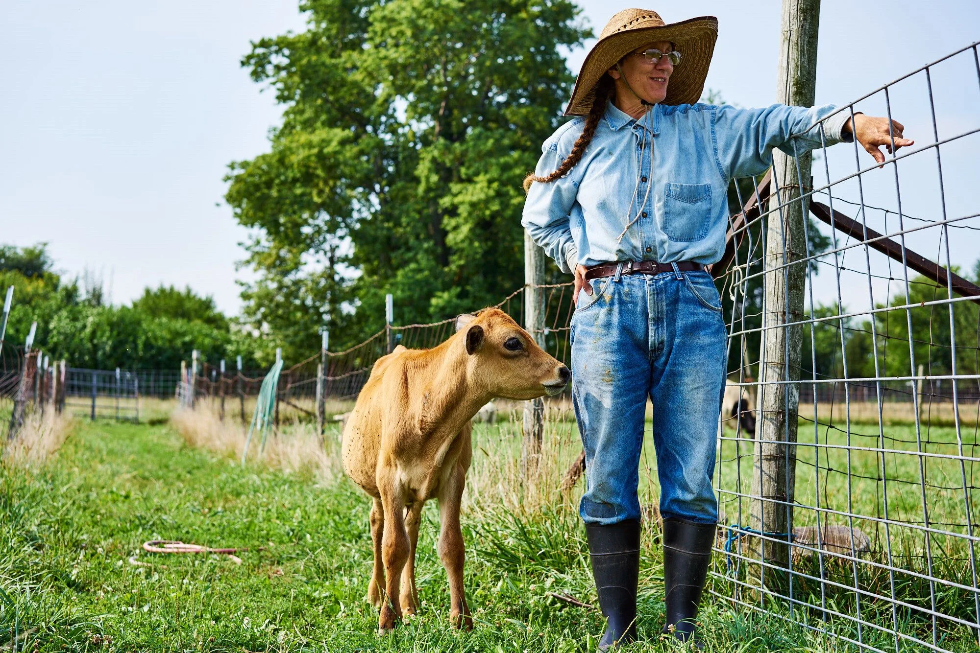 loyal calf.jpeg