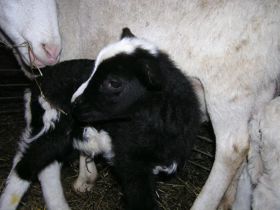 BABY AND DAM.jpg