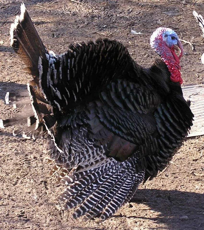 HERITAGE BRONZE TURKEY.jpg