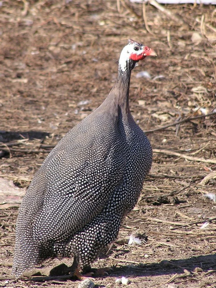 GUINEA FOWL.jpg