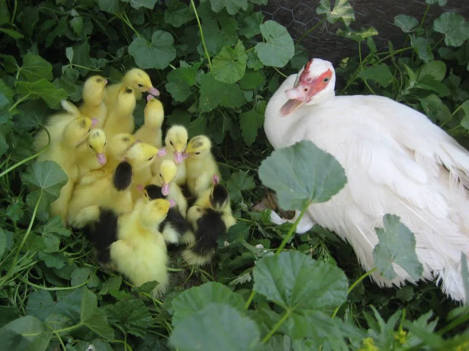Muscovy hen duck & ducklings