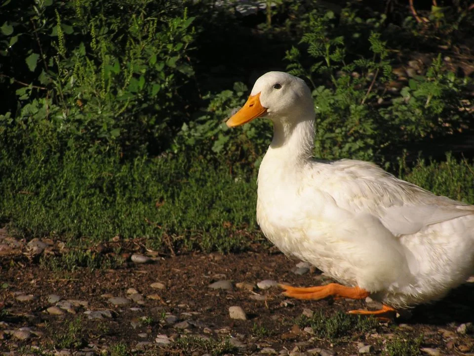 happy quacky.jpg
