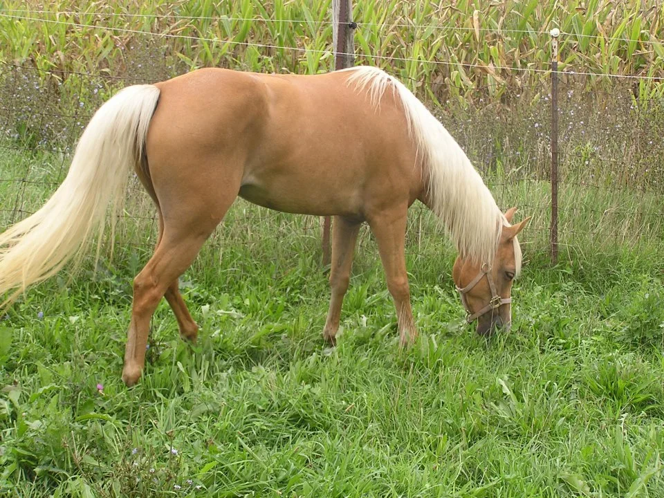 palomino.jpg