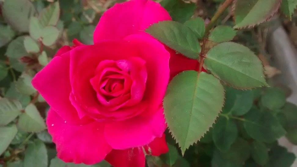 mini rose.jpg
