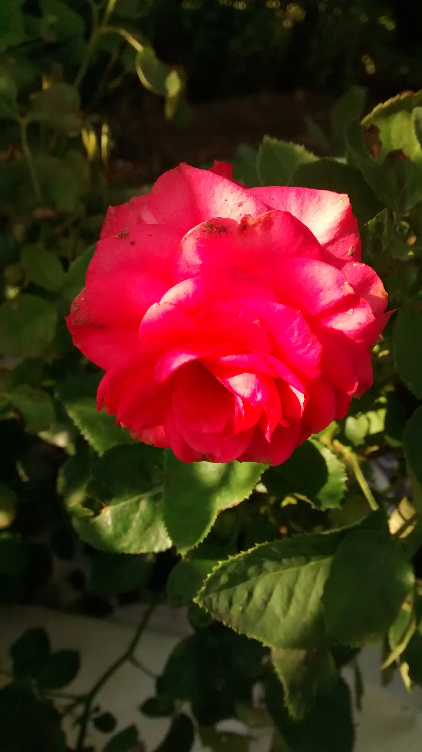 bonjes android 4-16-2015 003.jpg