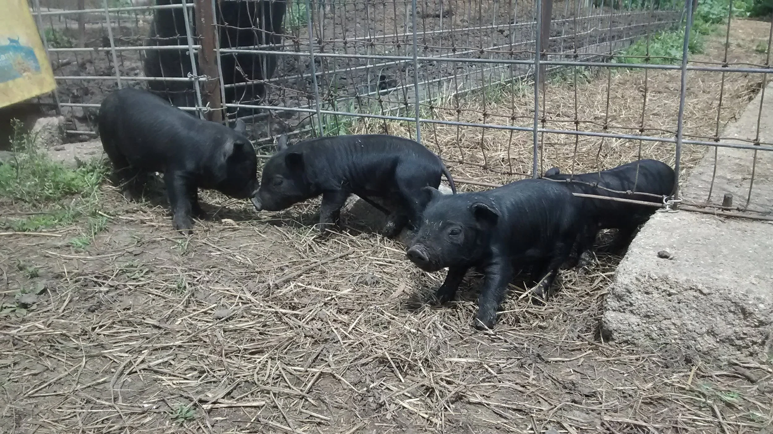 piggies spring 2021 .jpg