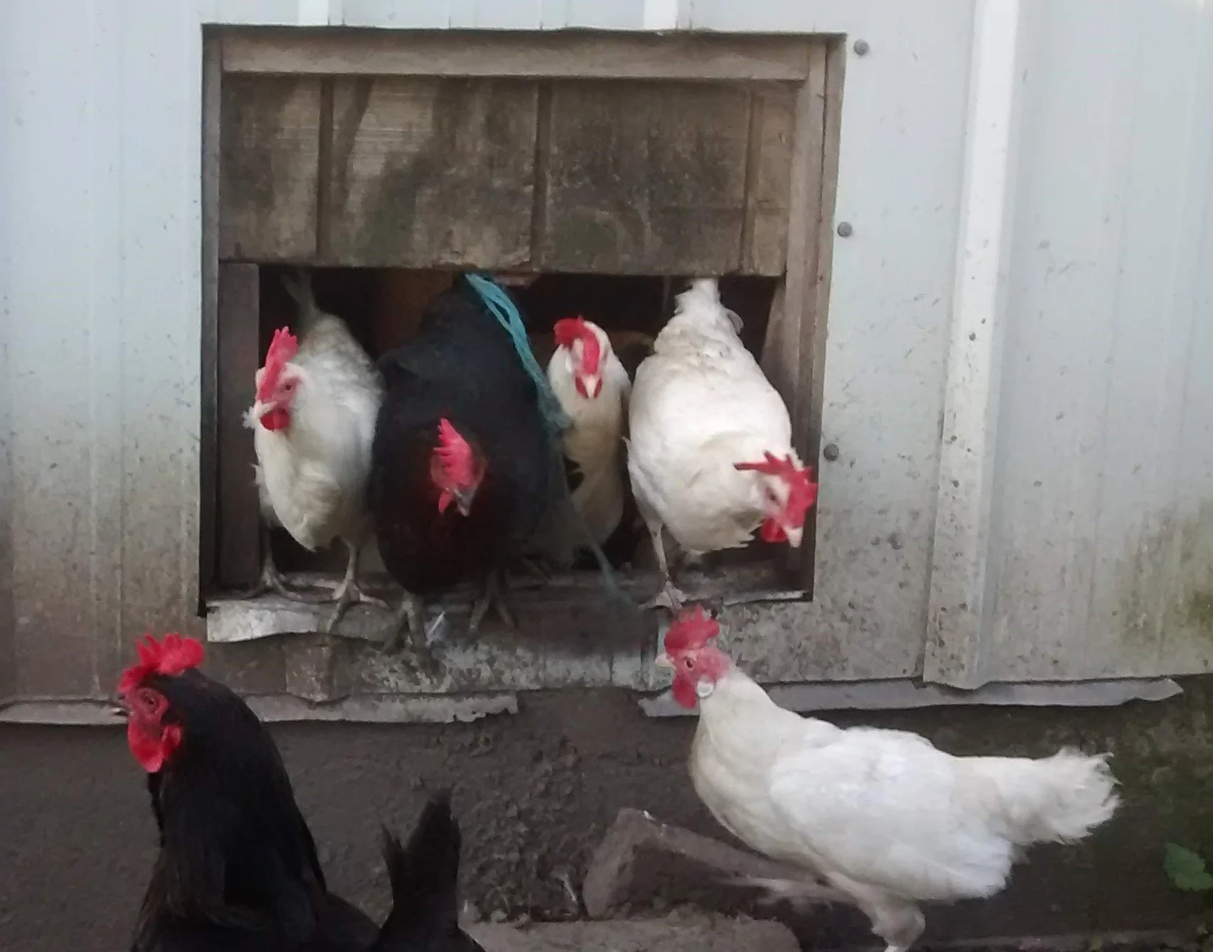 MEAT CHICKENS — Joy of Illinois Farm