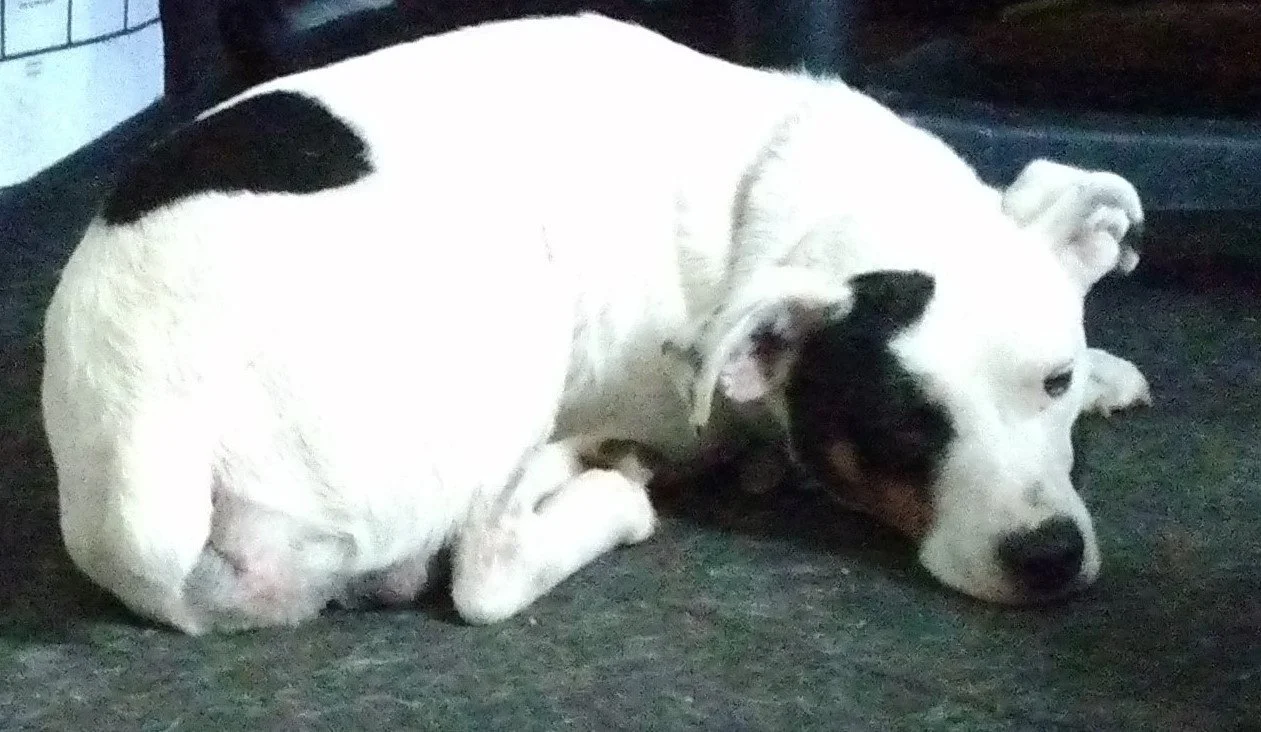Duikje lying down in office.jpg