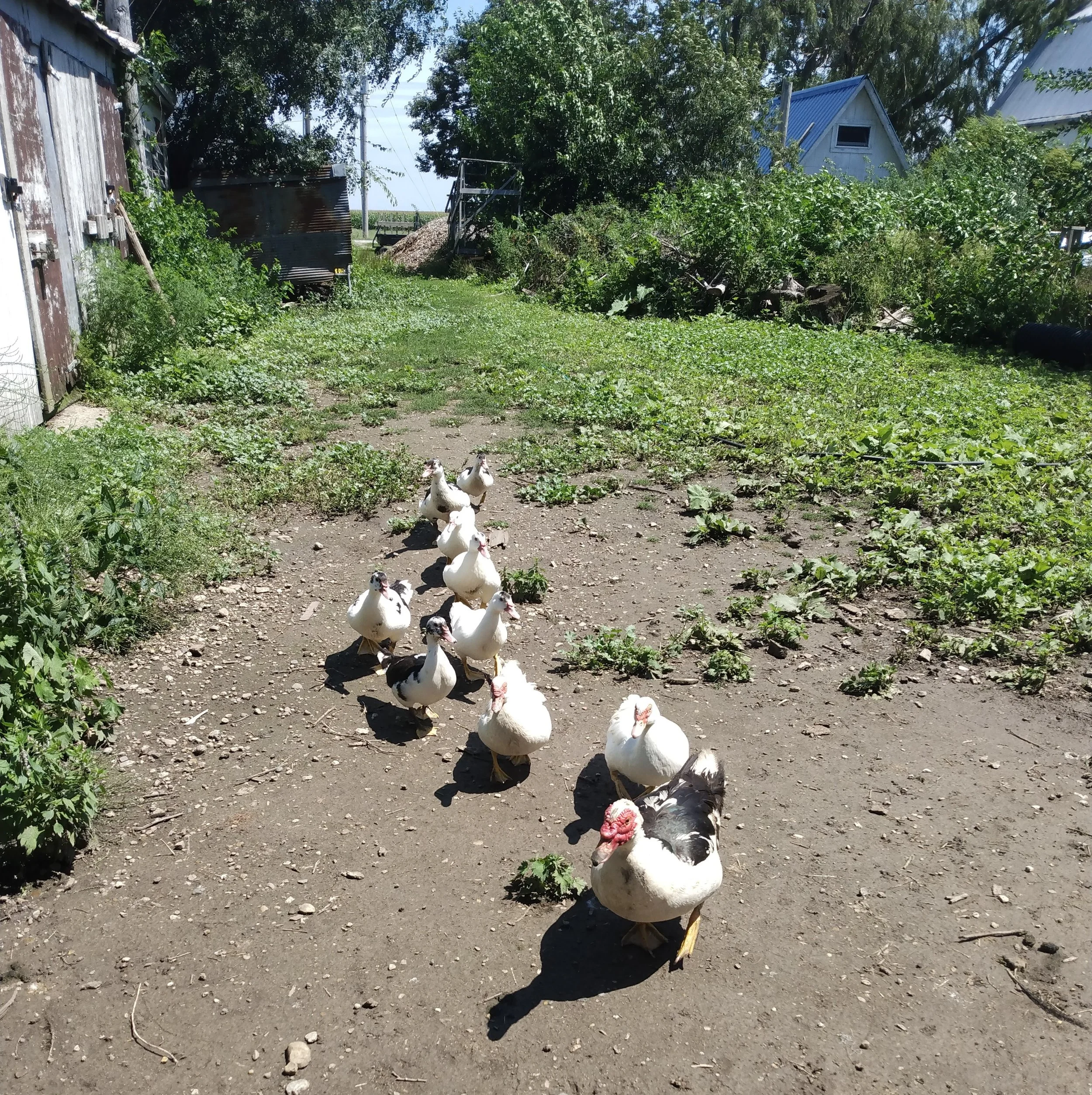 Ducks in a row.jpg