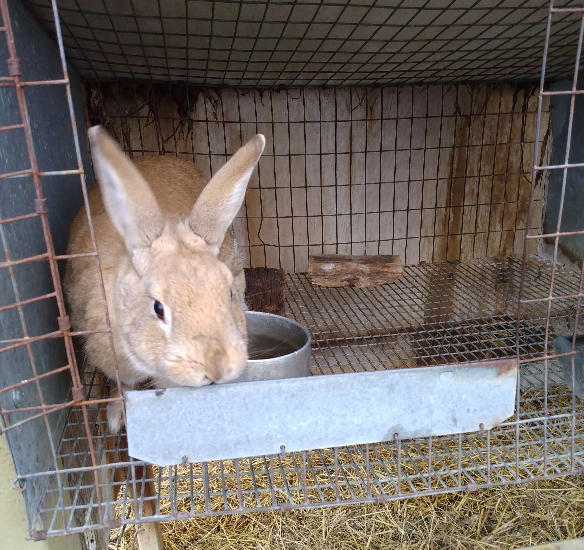 Rabbit before kit-wire #2 4-23.jpg