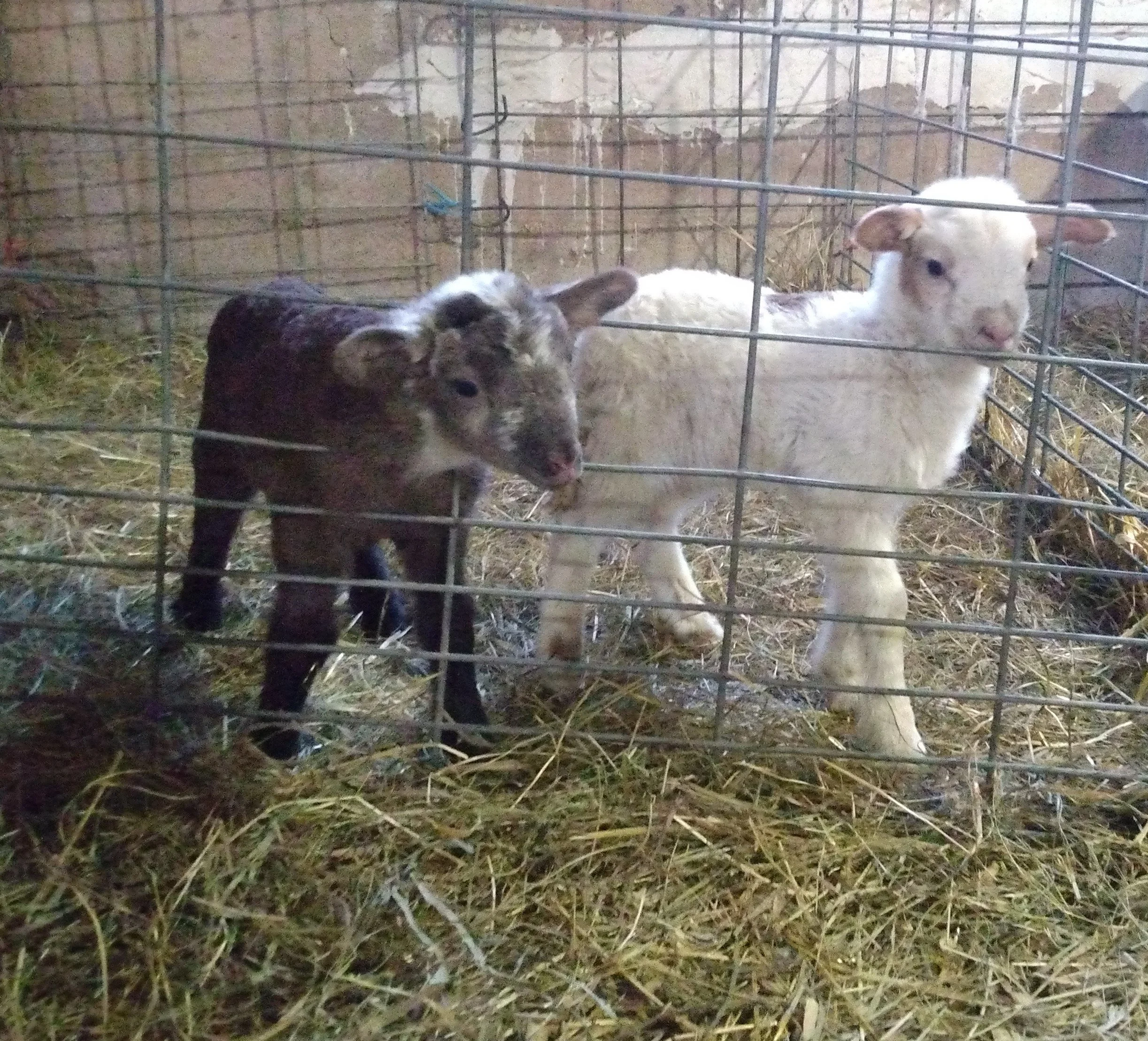 Anshans lambs best 3-2023.jpg