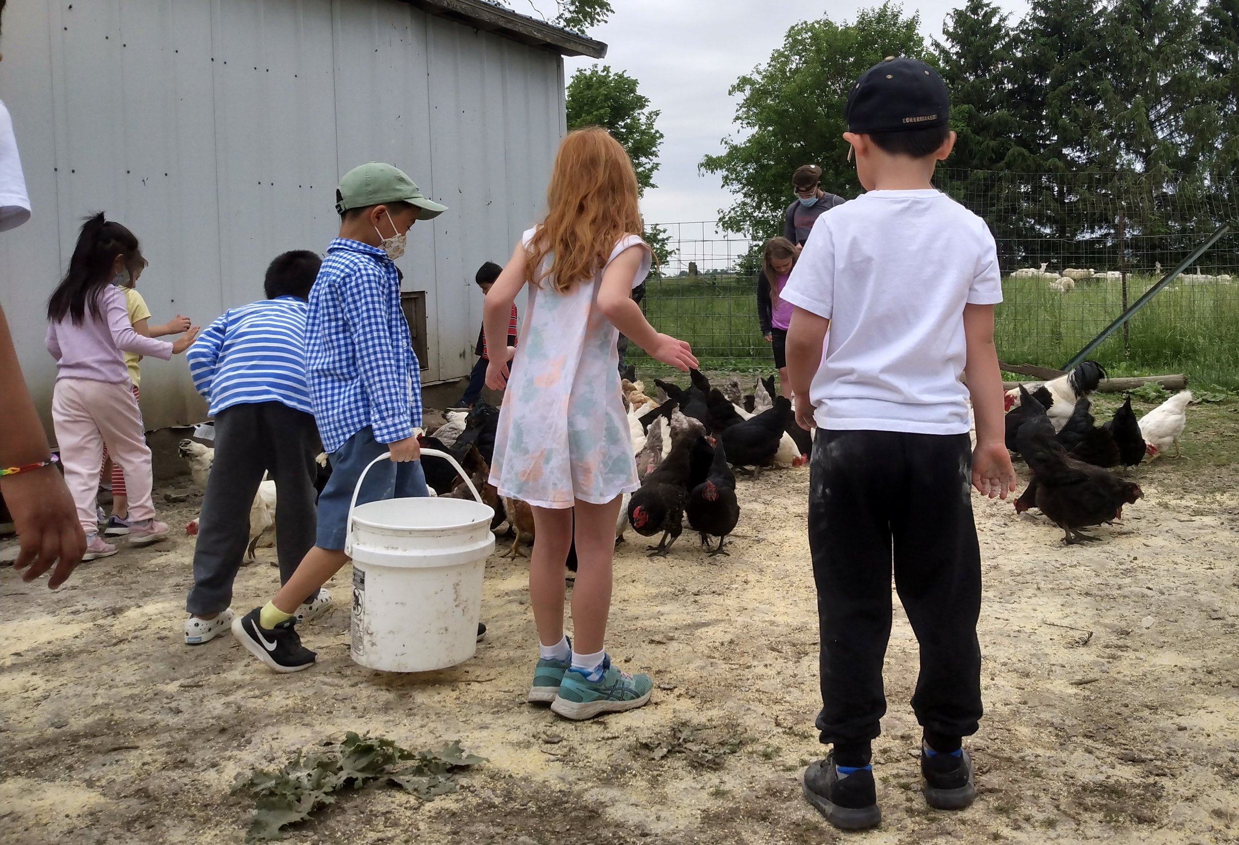 Kids feeding chickens.jpg