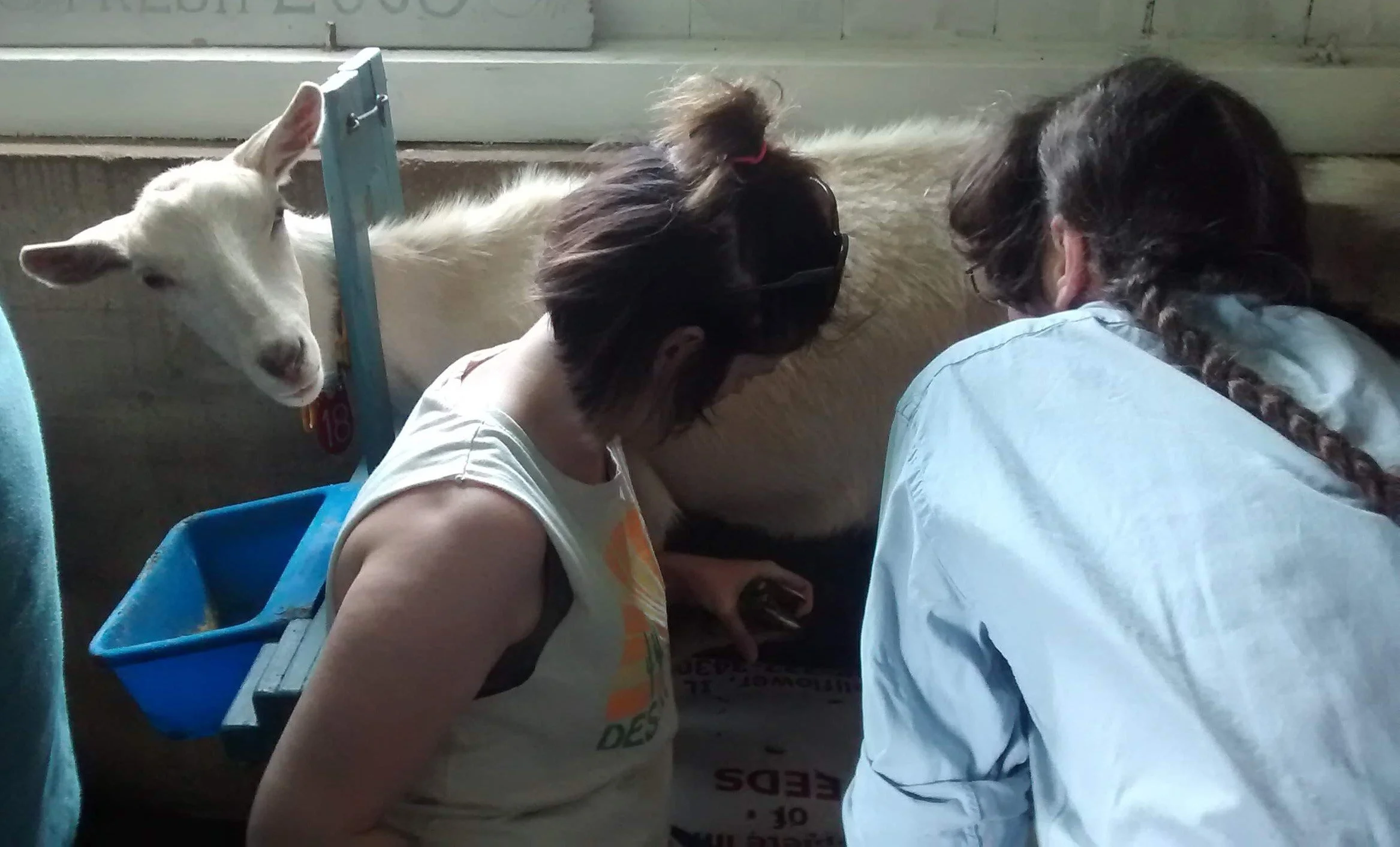 Trimming goat hooves.jpg