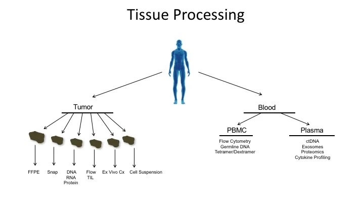 Tumor+Banking+processing.jpg