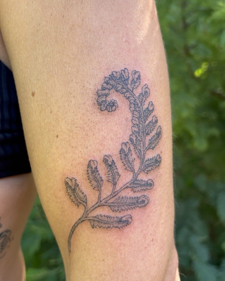 Furling fern for Kelly :,)