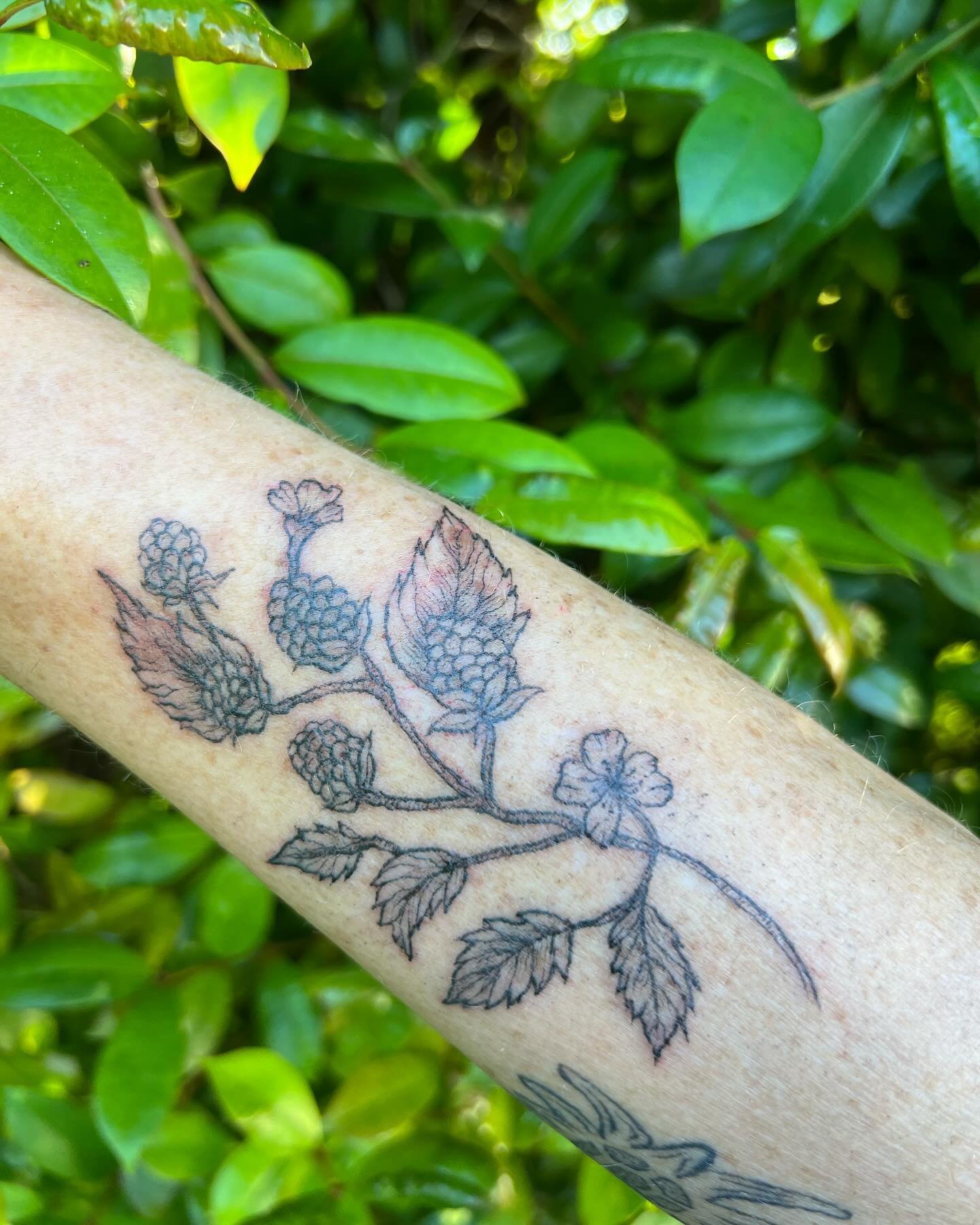 Raspberries for my mom Joni :)