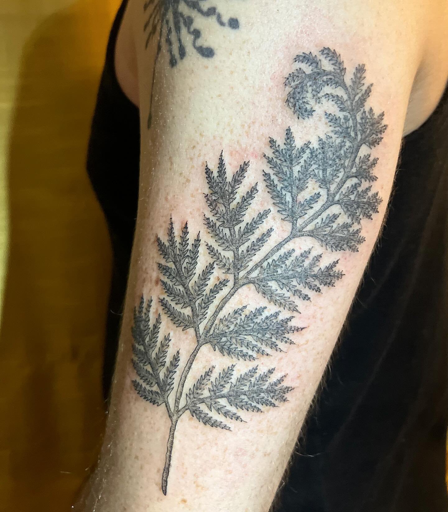 Fern not fully unfurled for Gabe <3