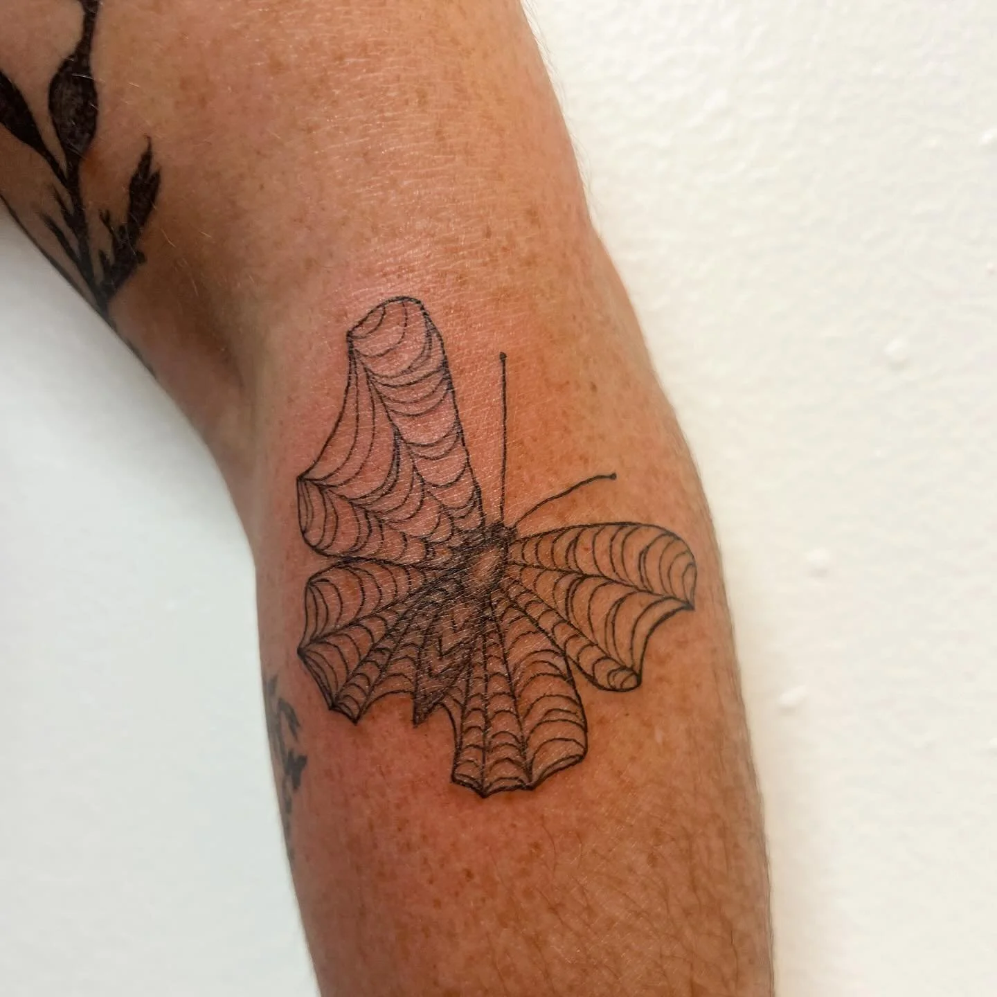 Spiderweb butterfly for Kim 🕸️🦋

Now booking September in LA and Autumn Across America tatt tour <3