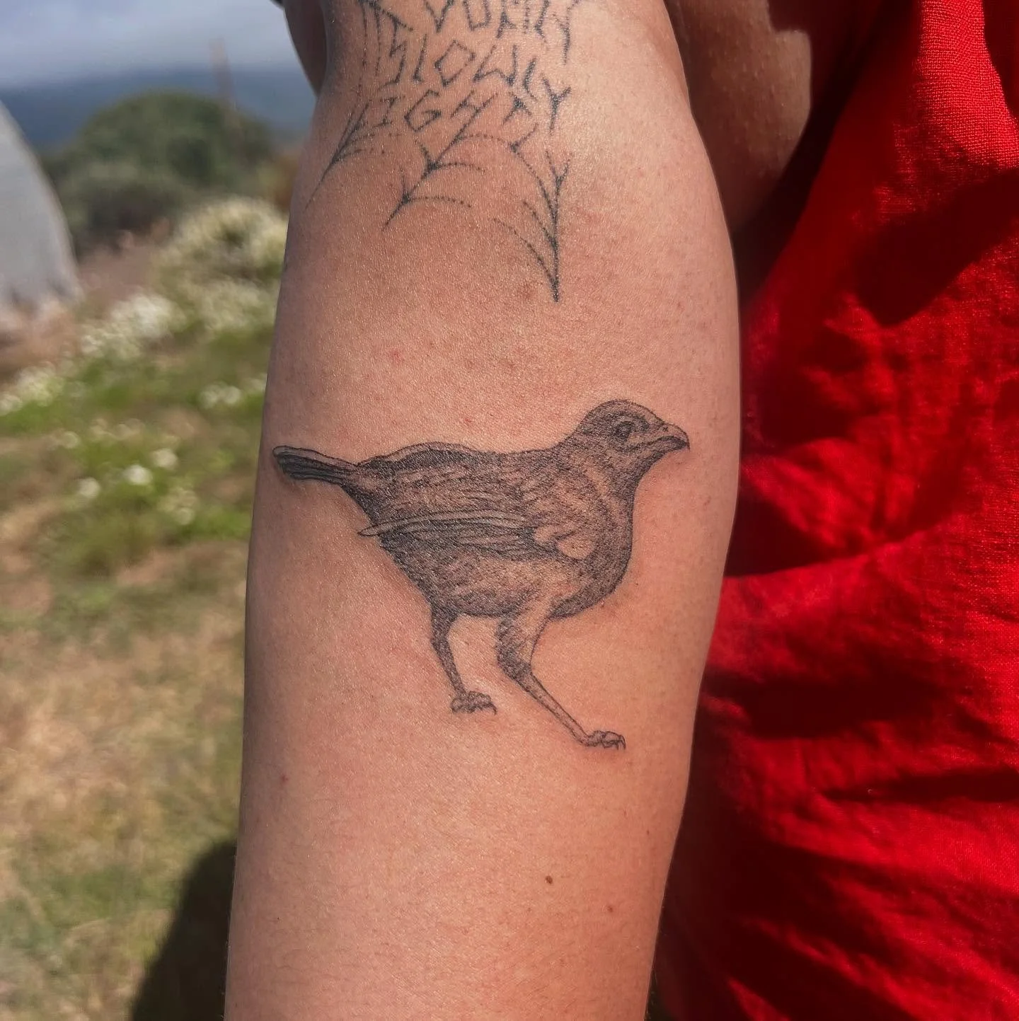 Bowerbird for Micaela 🪹🪲