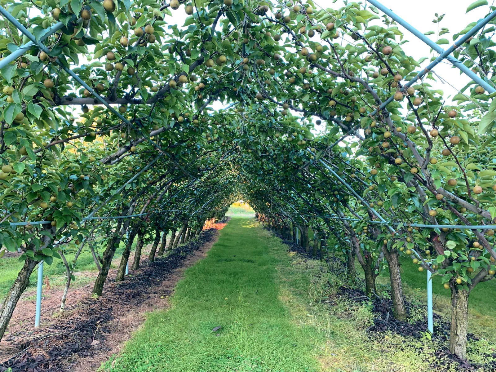 lee-orchard-garden-canopy-3.jpg