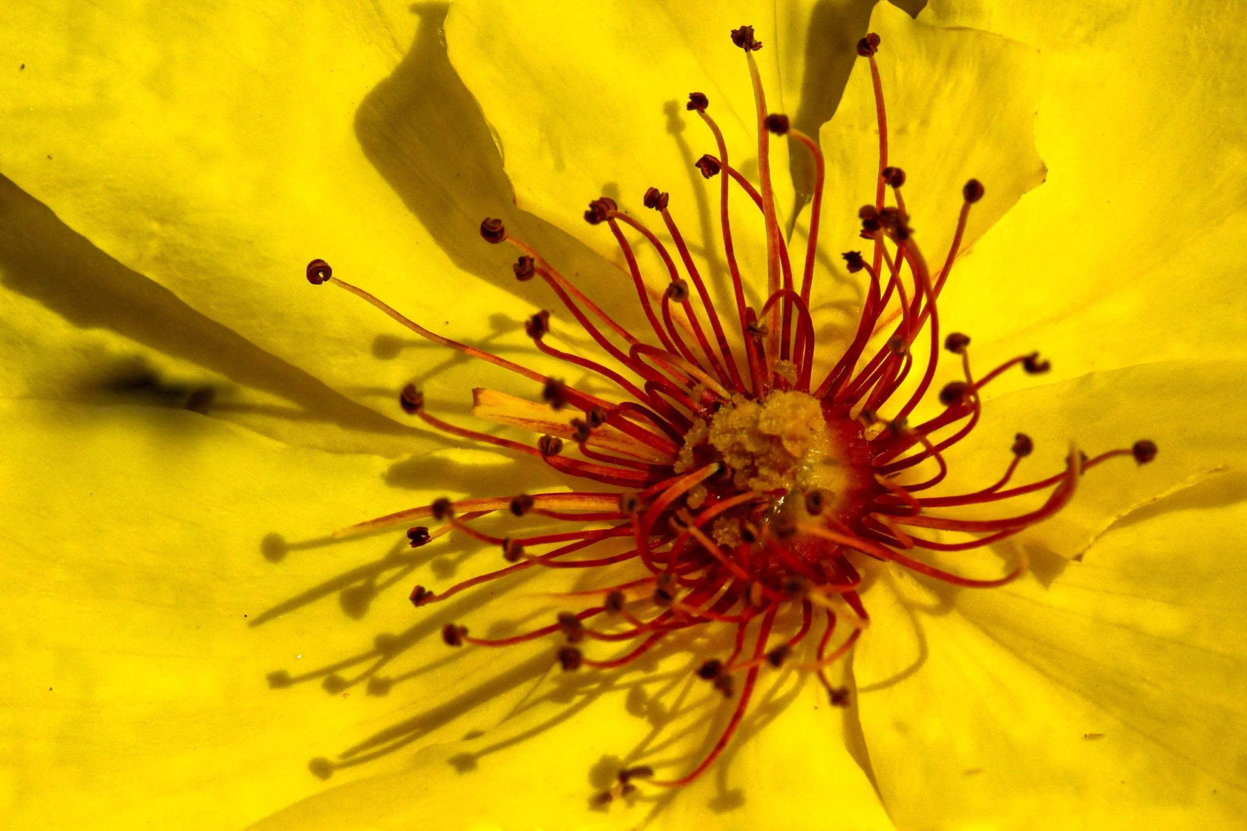 MA006 Where silence pollinates
