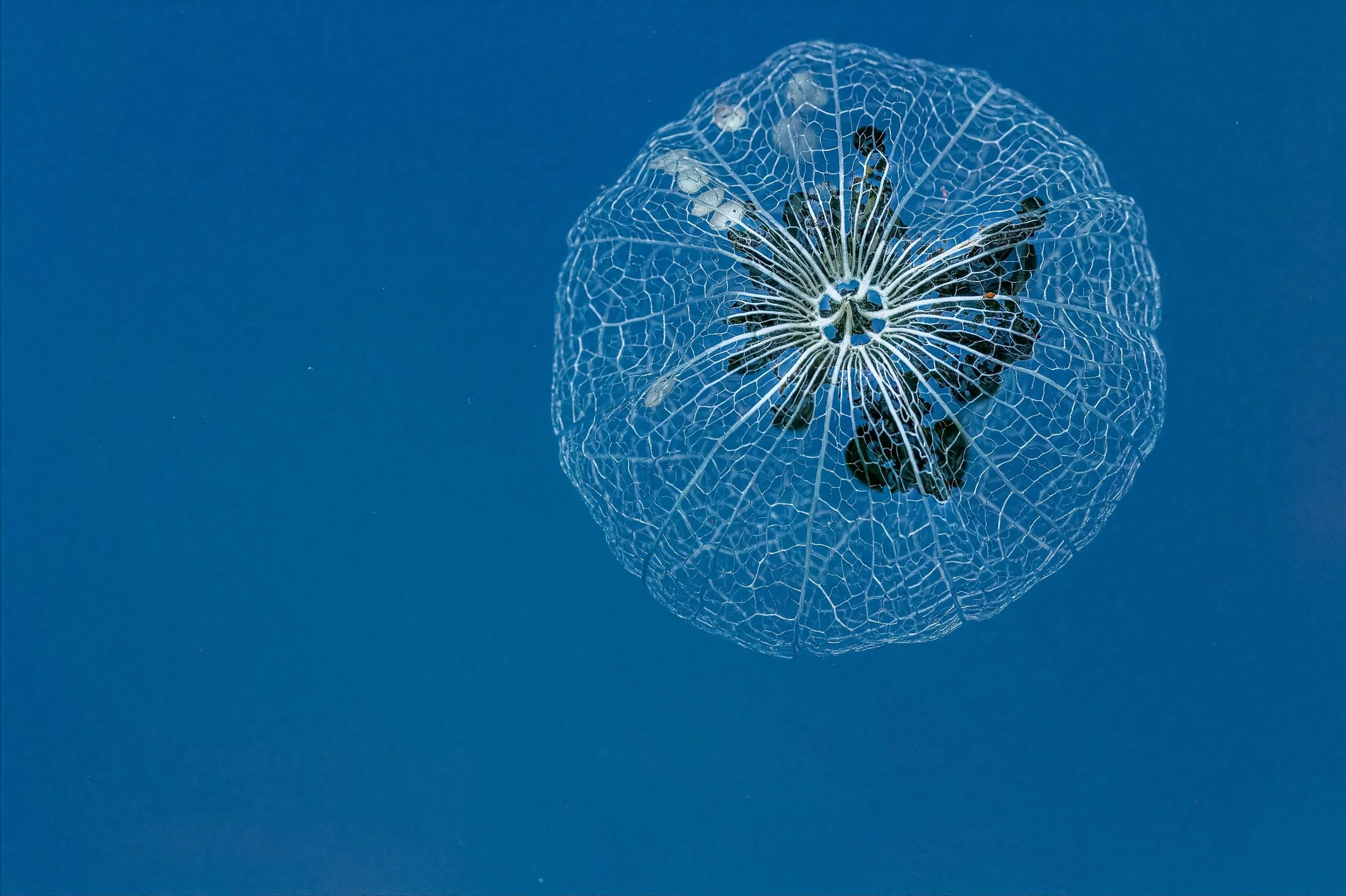 2023 (365 challenge) - Week 47 ( Macro and or abstract in nature) - Day 7 - floating skeleton of tomatillo husk.jpg