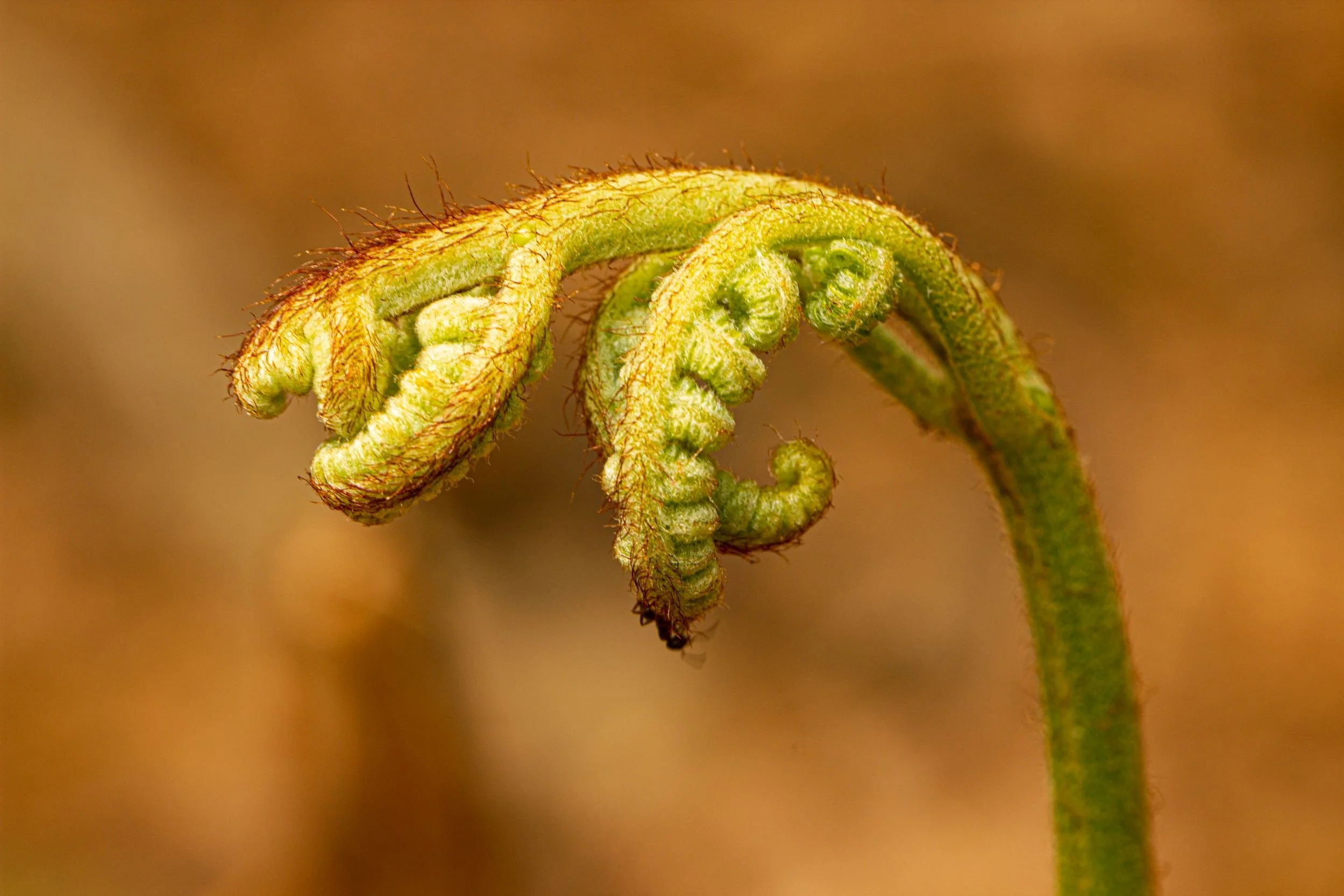 AB006 Emergence