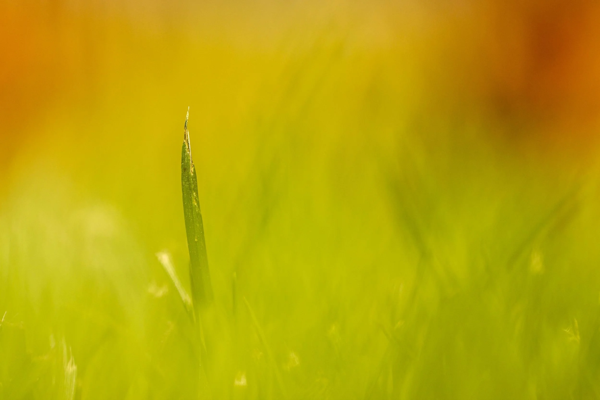 AB011 Stillness in green