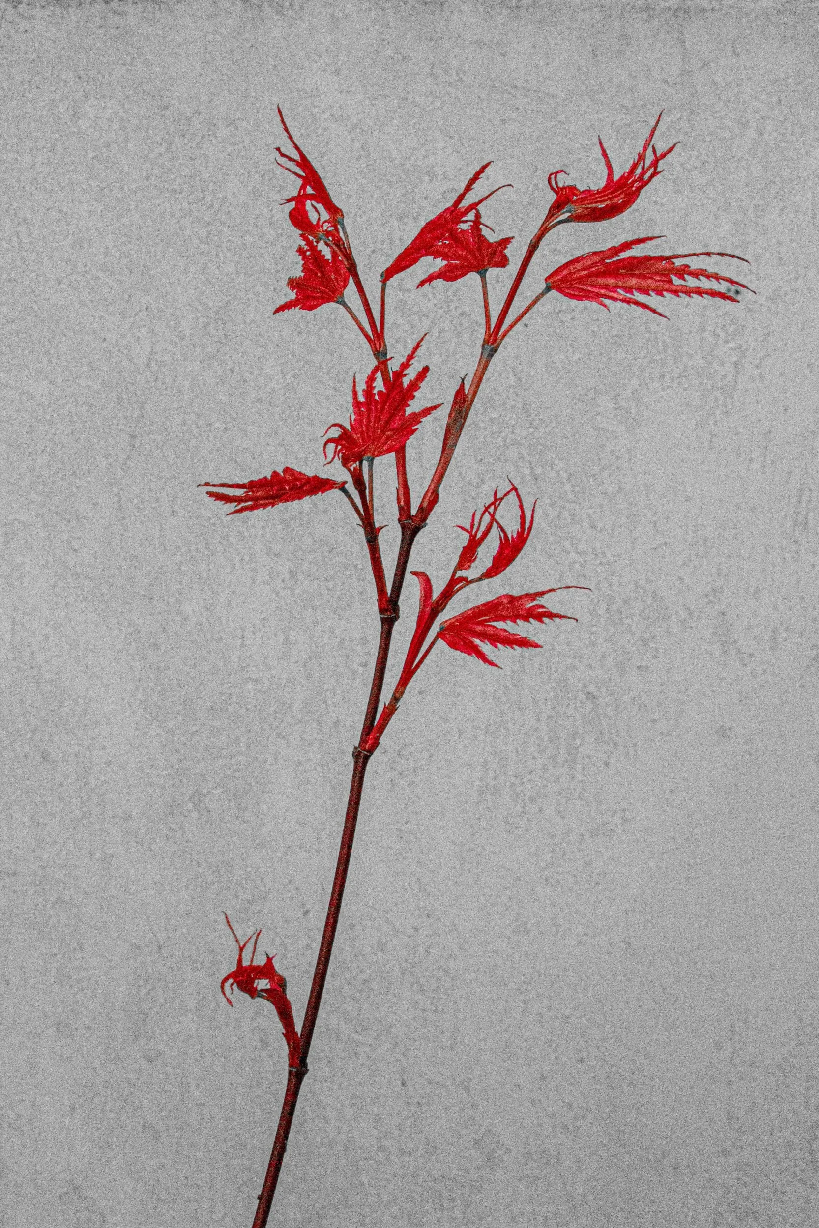 MI004 Red emergence