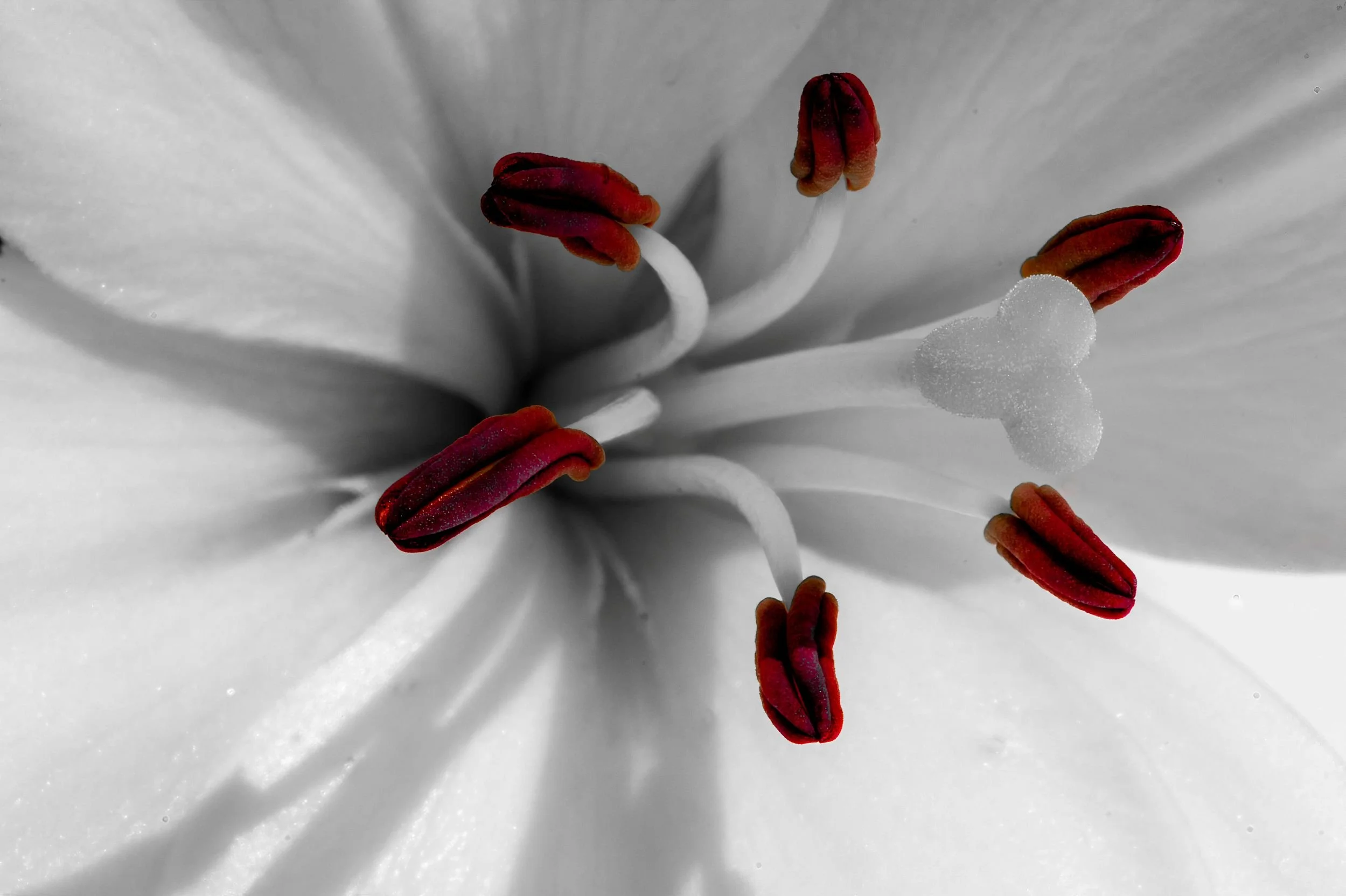 SC006 Anthers ablaze