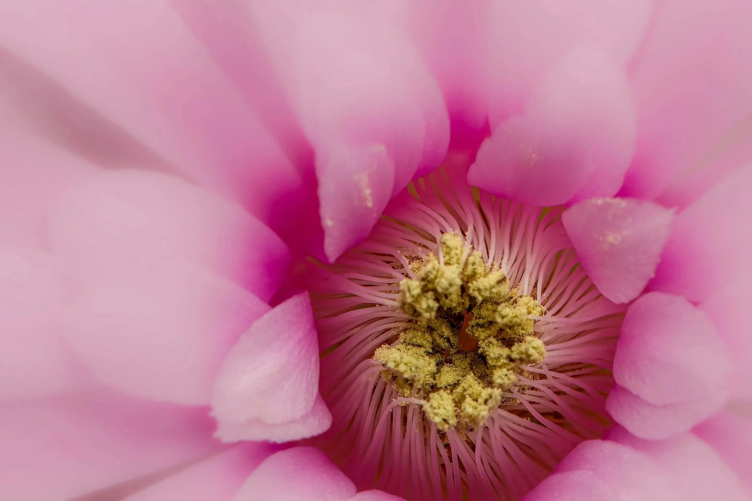 MA008 Where silence pollinates.jpg