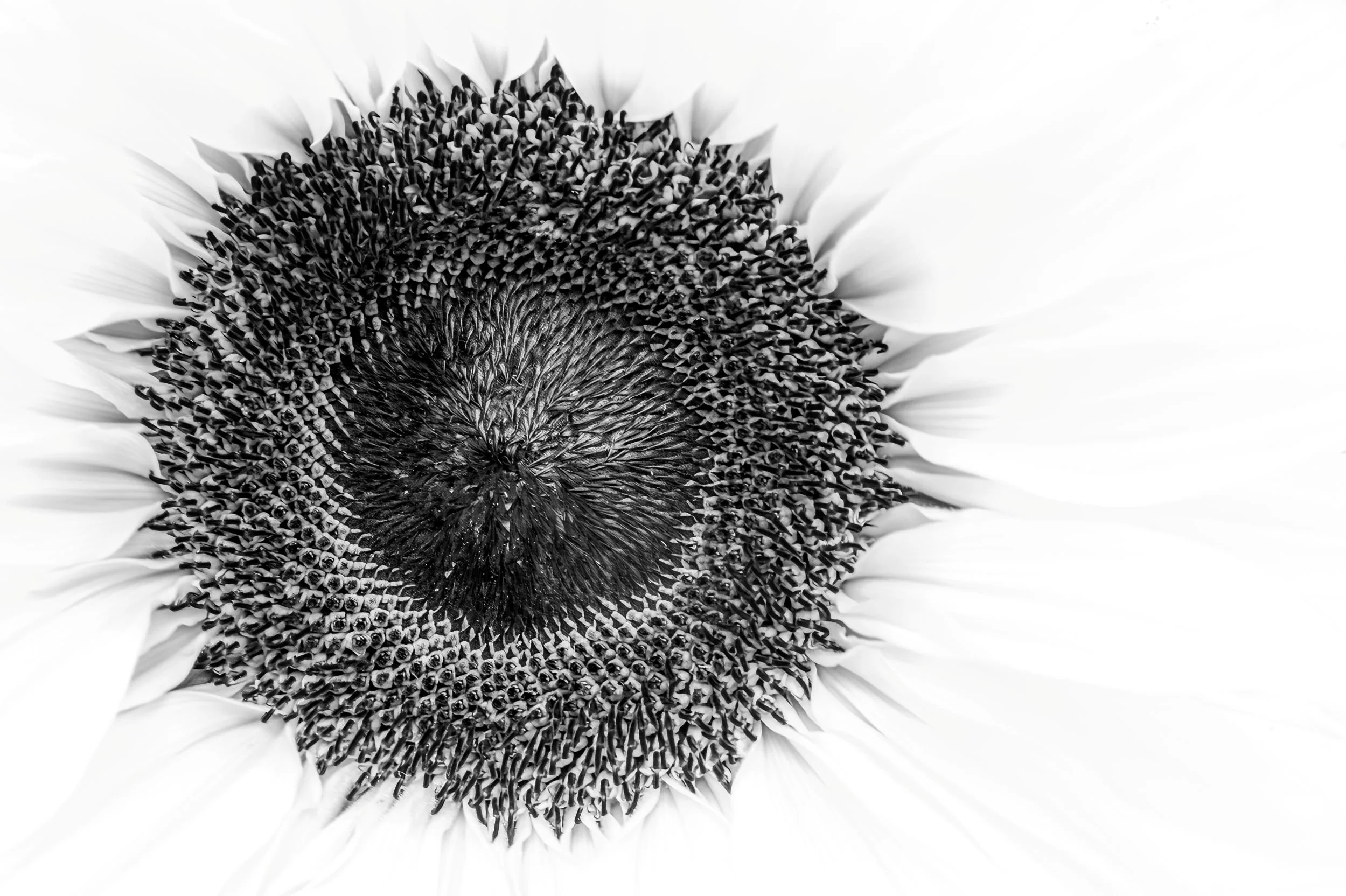 BW007 Sunflower in Quiet Grey