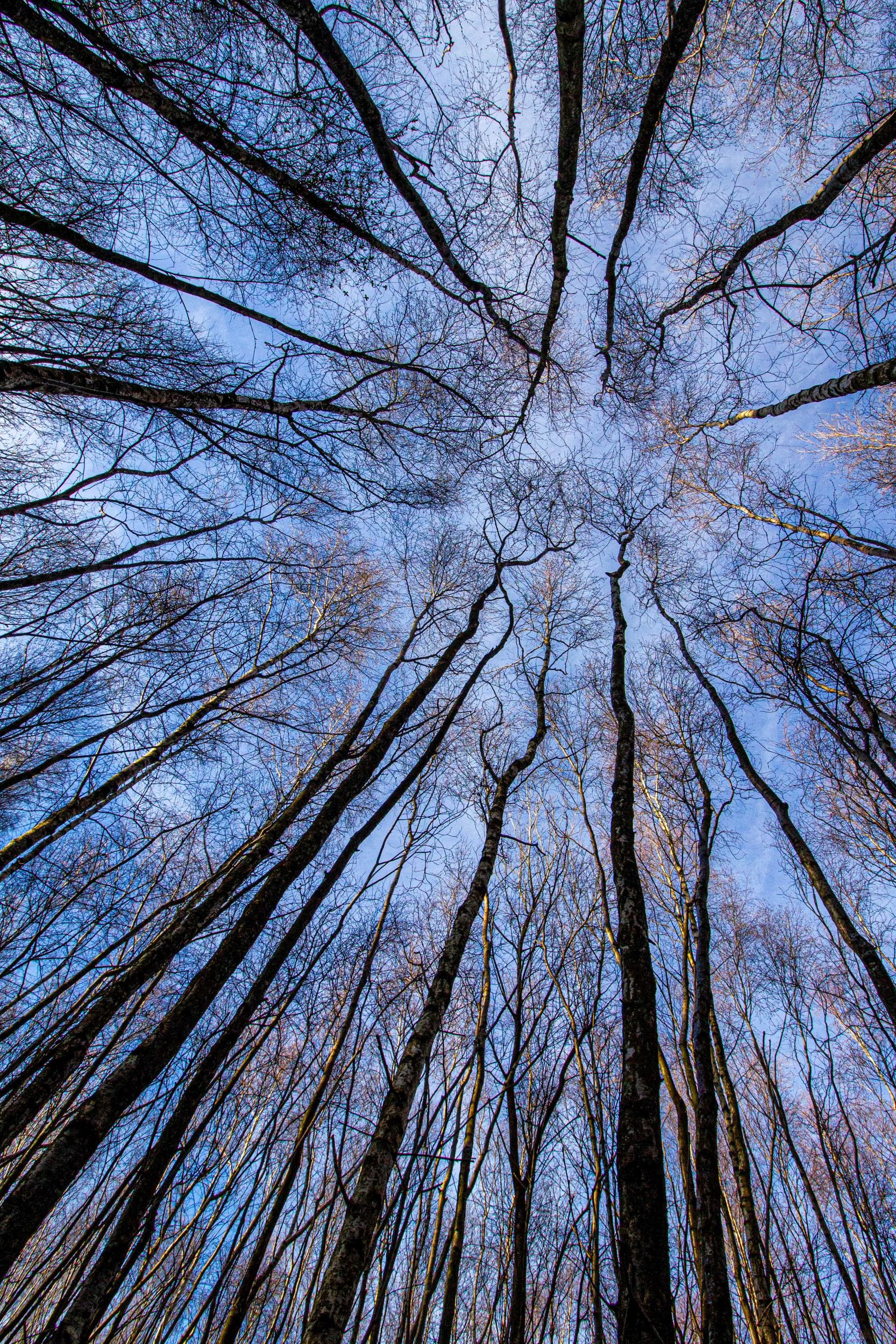 AB013 Cathedral of Branches.jpg