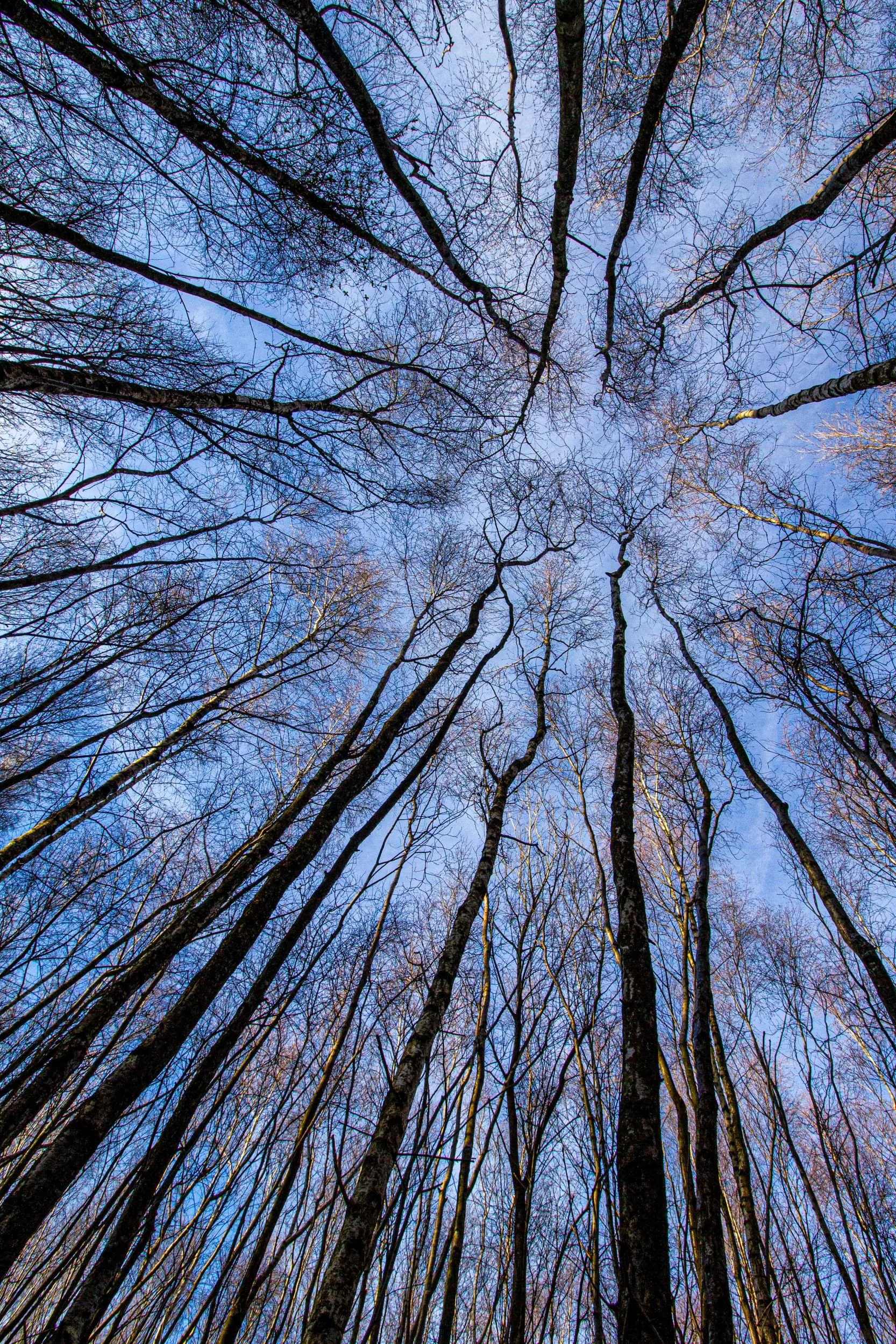 AB013 Cathedral of Branches