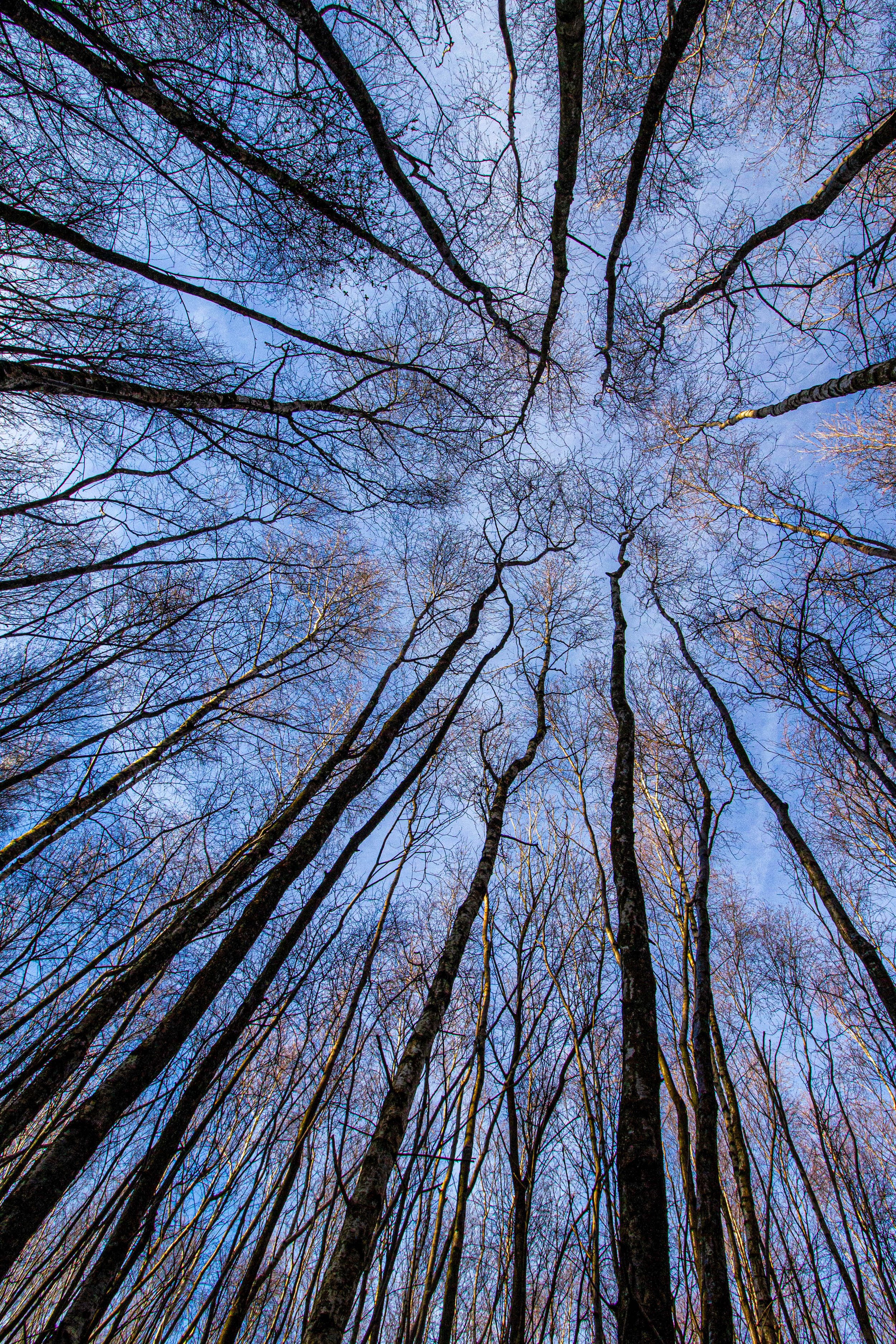 AB013 Cathedral of branches.jpg