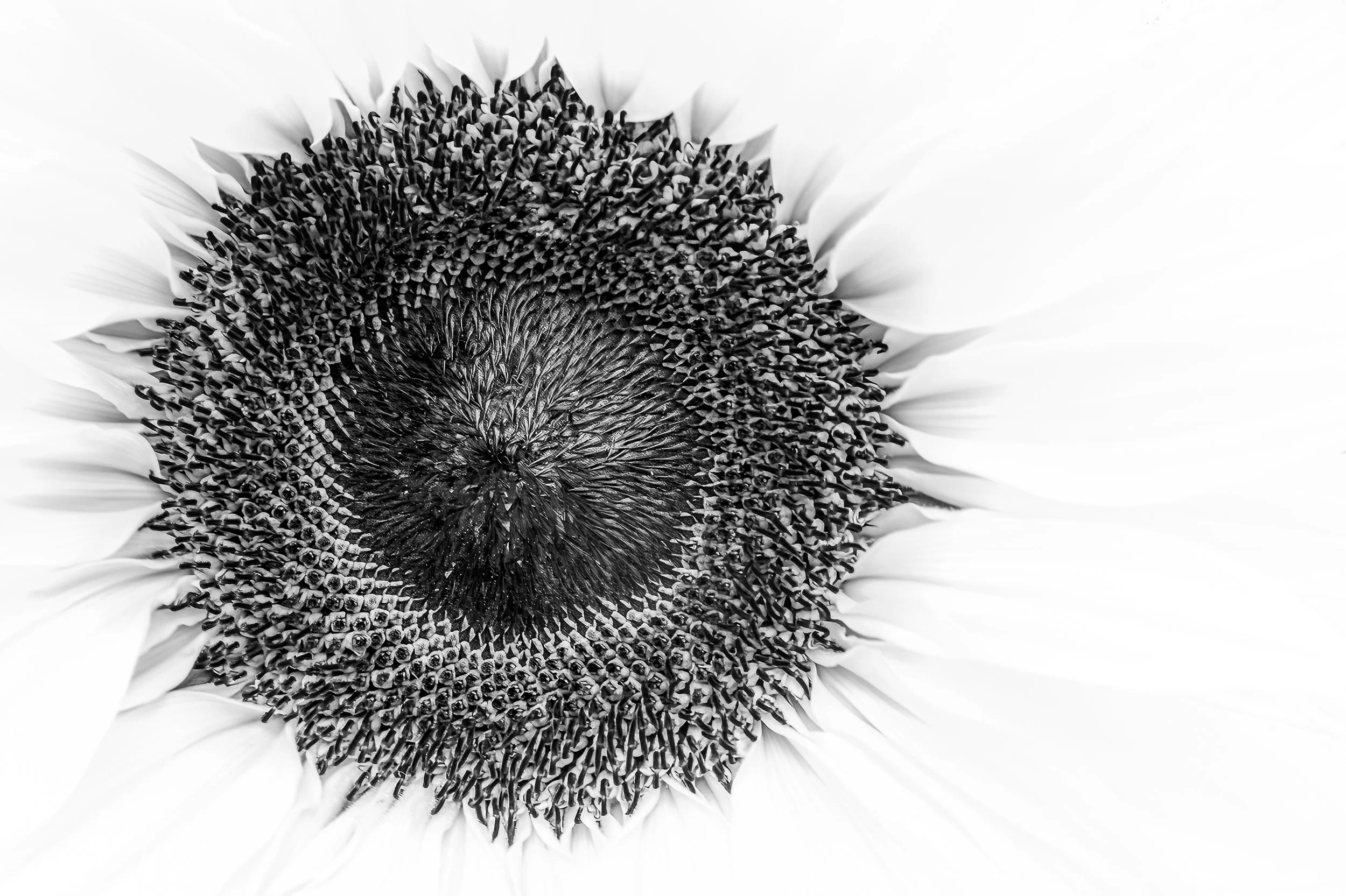 BW007 Sunflower in quiet grey.jpg