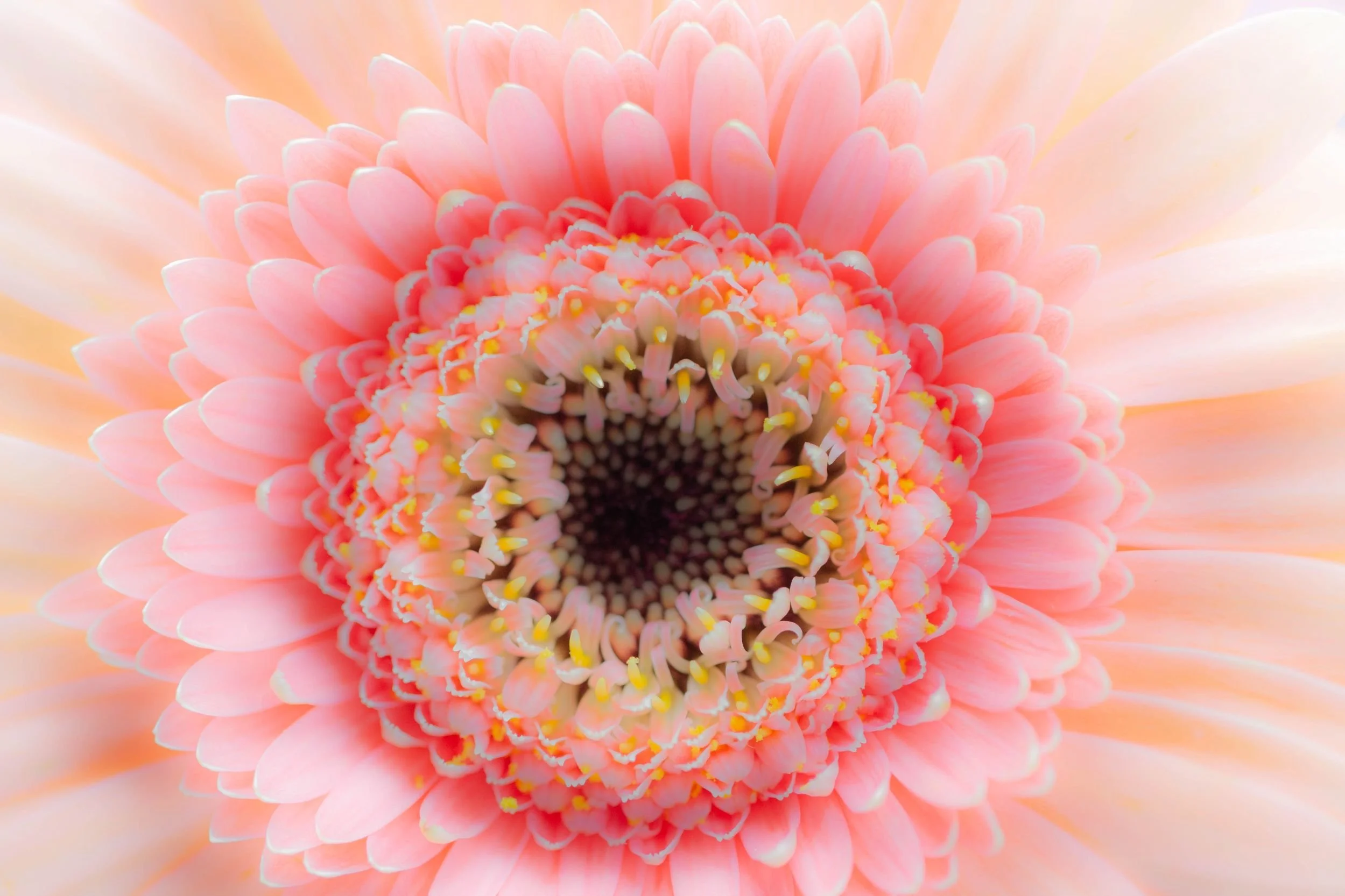 MA001 Petal geometry.jpg