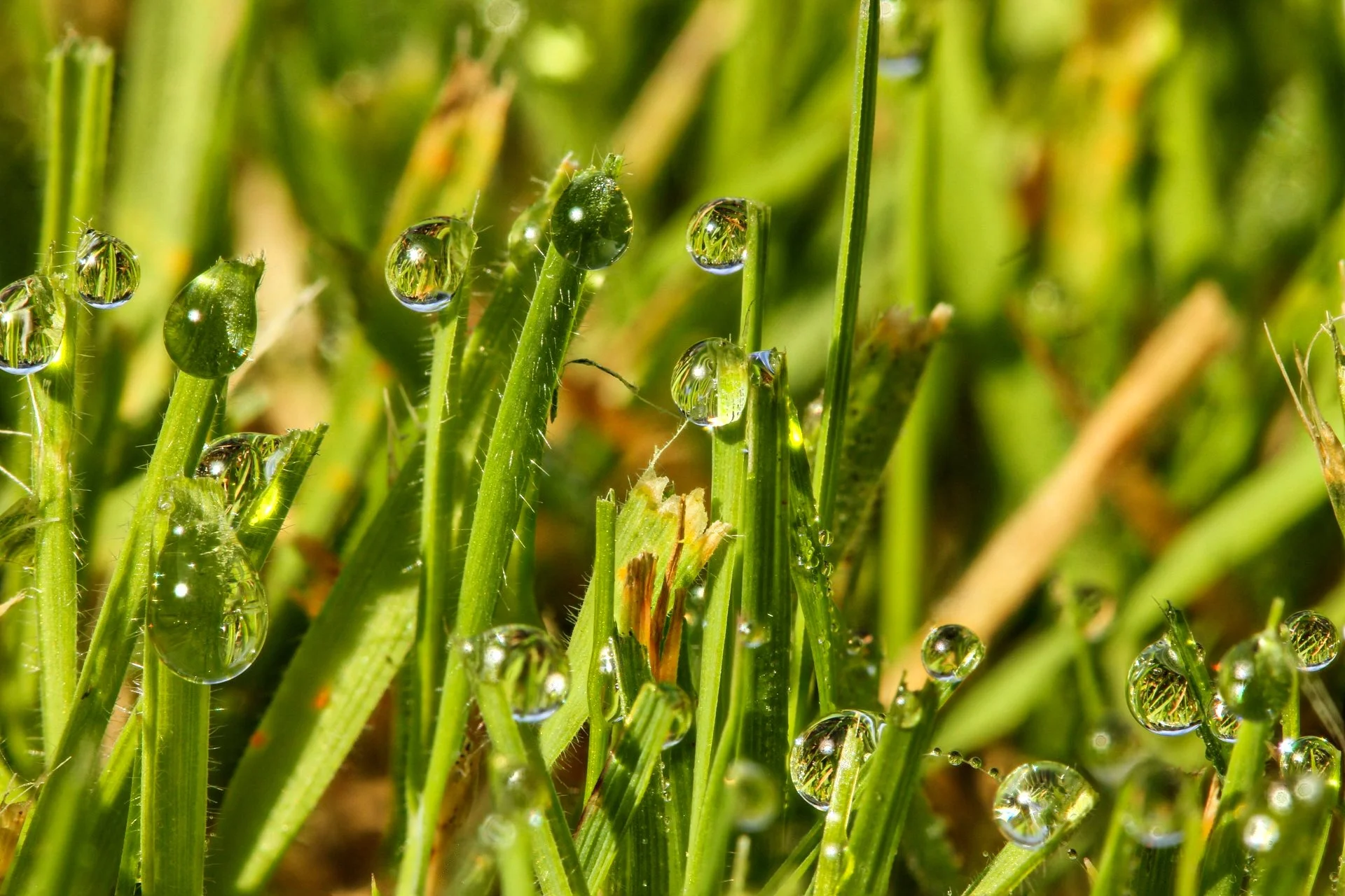 2023 (365 challenge) - Week 41 ( Nature macro) - Day 3 - morning dew on freshly cut grass.jpg