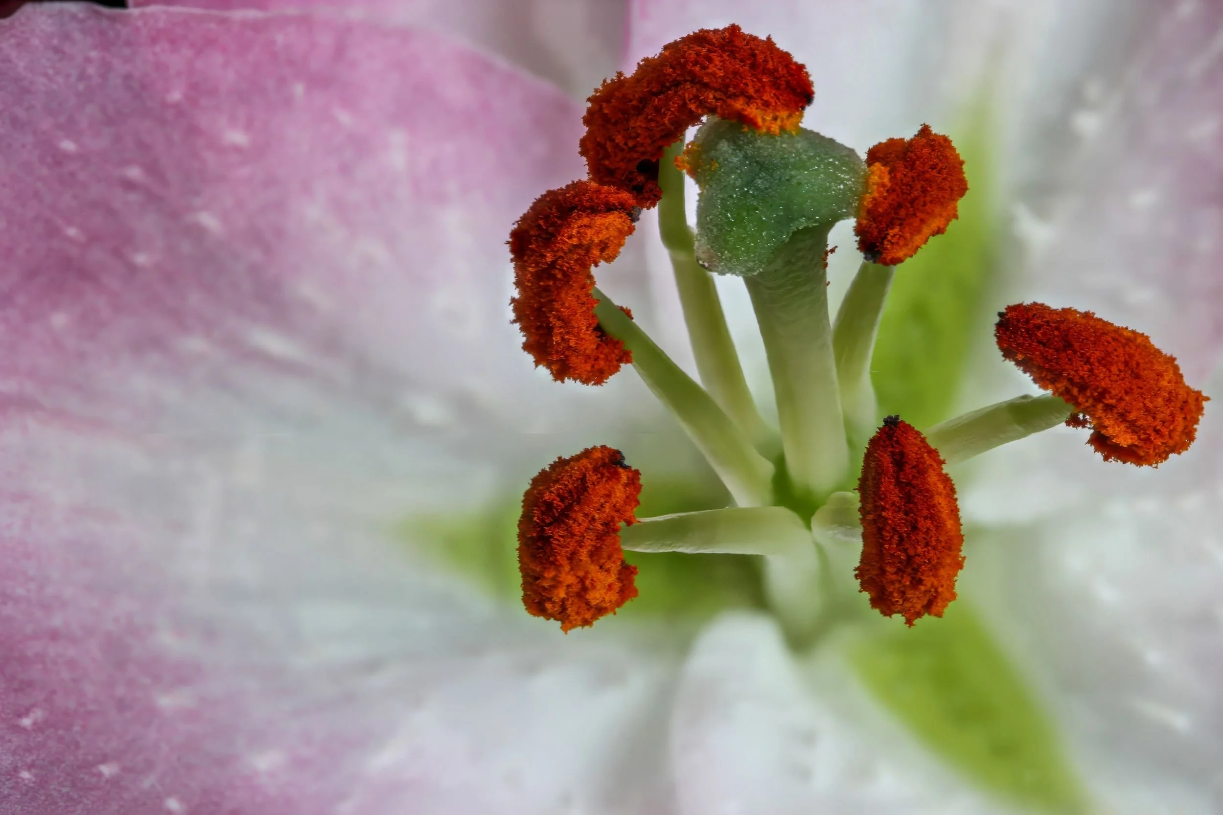 MA004 The architecture of bloom.jpg