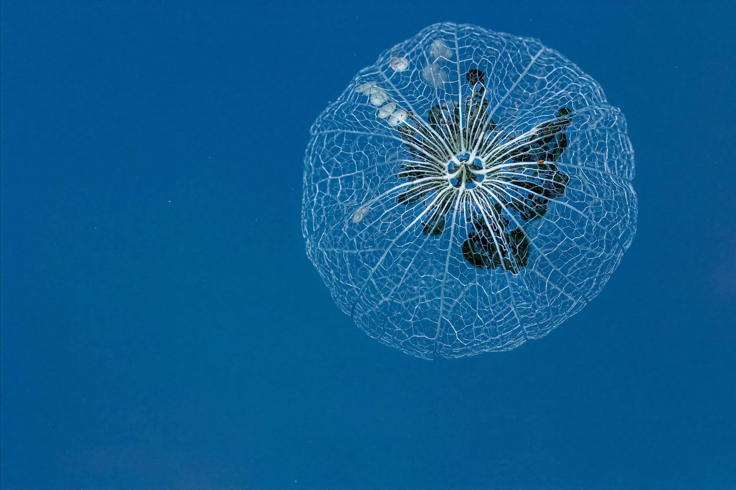 MA003 Lace on water.jpg