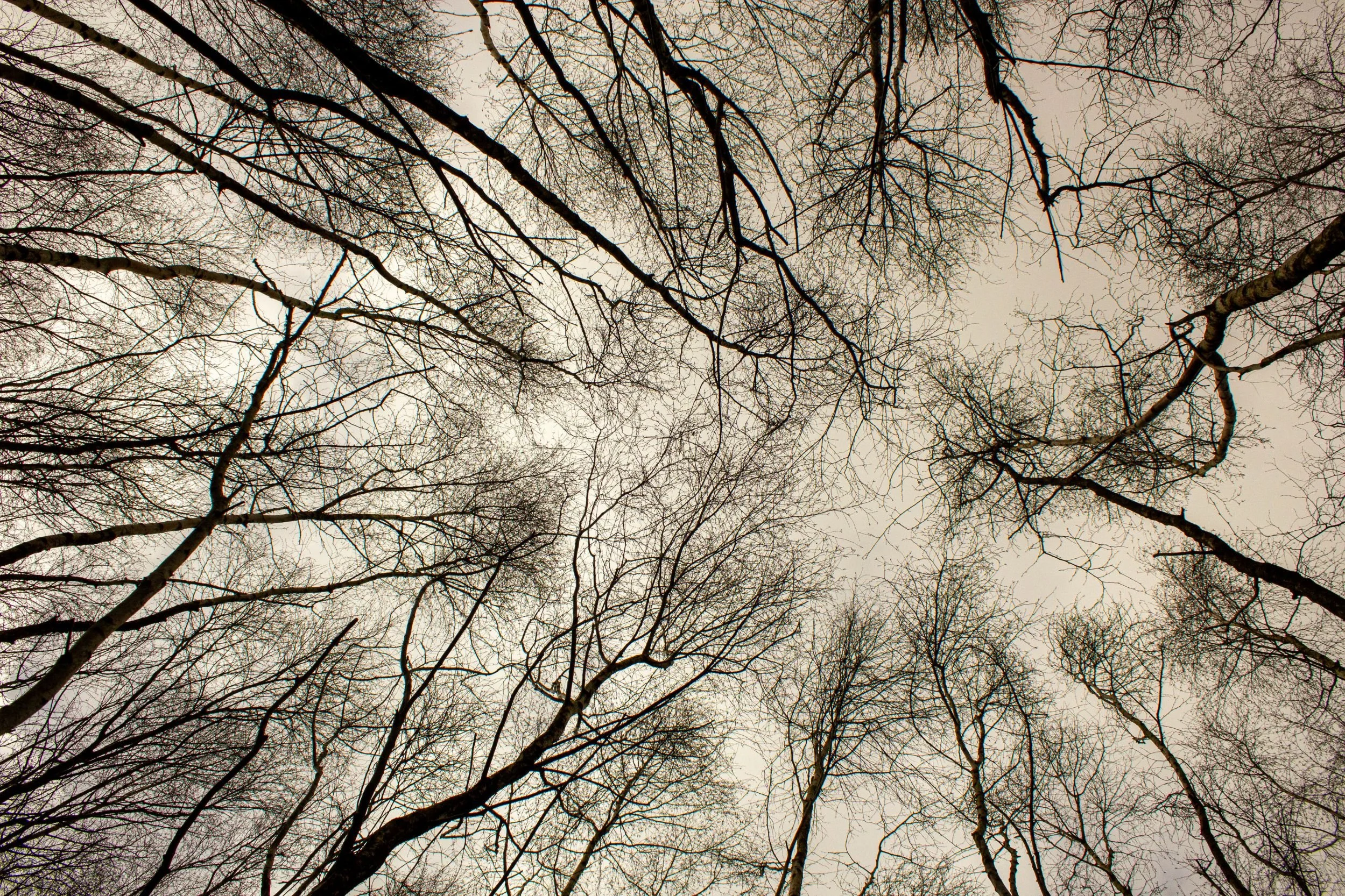 BW006 Convergence in Silence.jpg